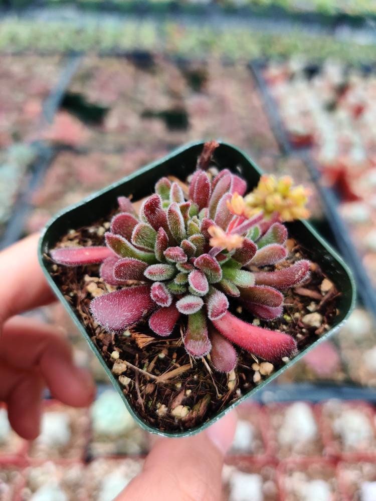 2”pot Succulent Plants  Crassula Pubescens