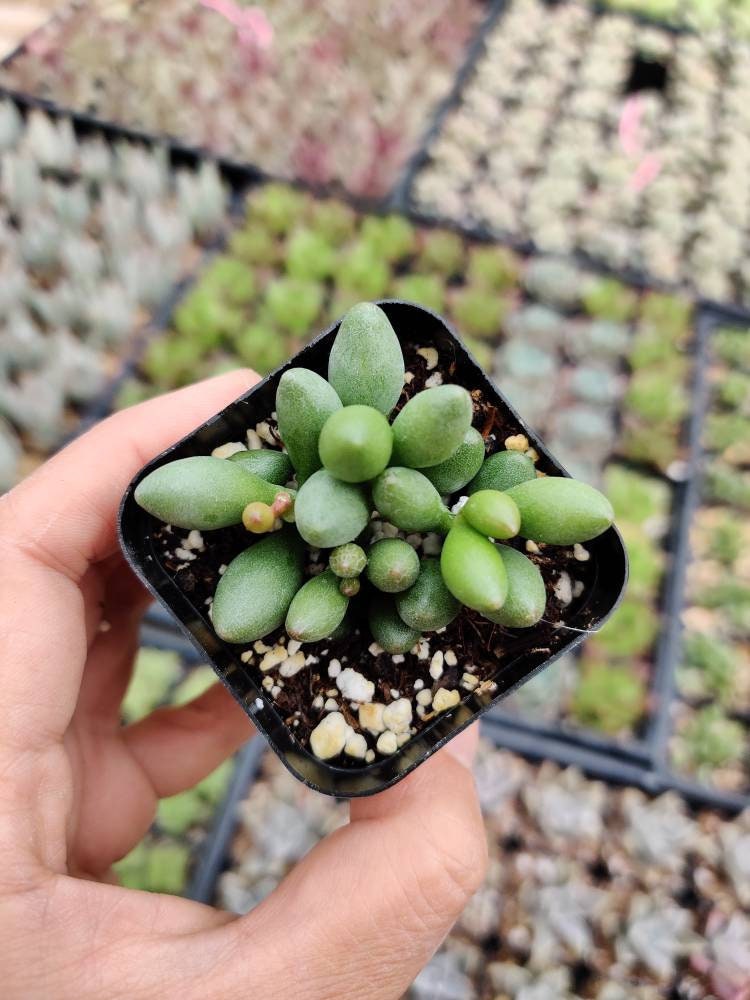 2”pot Succulent Plants  Adromischus oviforme