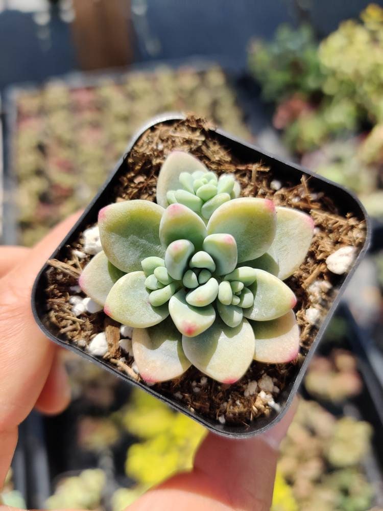 2”pot Succulent Plants  Sedum Clavatum