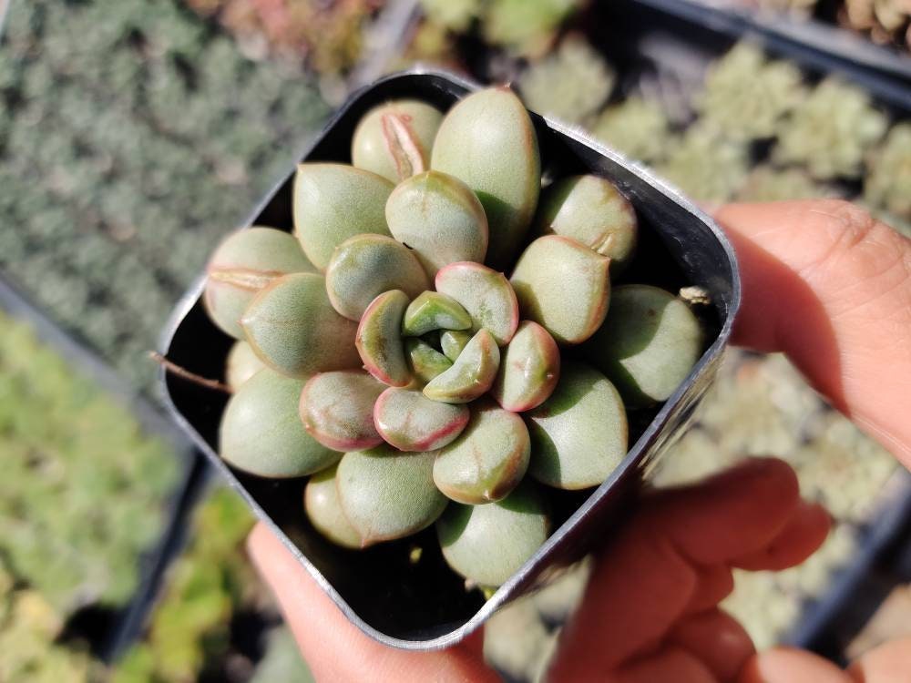 2”pot Succulent Plants  Graptoveria Amethorum