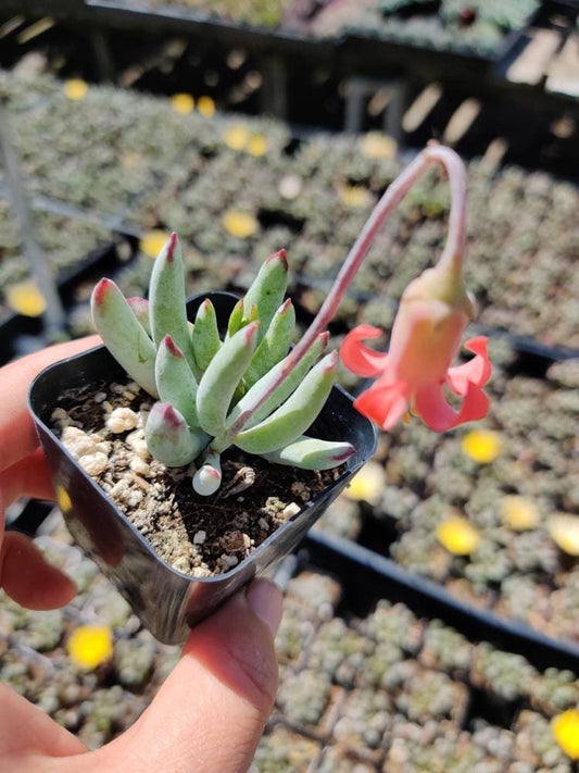 2” pot Cotyledon Orbiculata var. Flanaganii