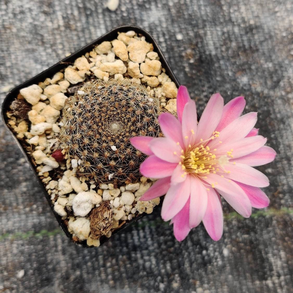 2"pot 4"pot Rebutia narvaecensis