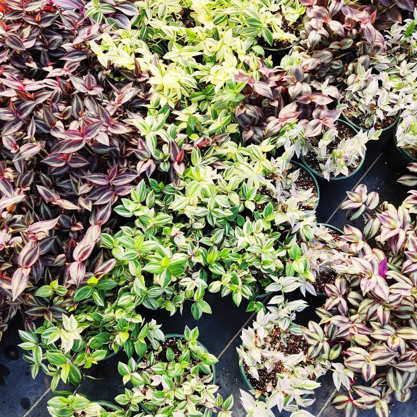 Cuttings/Rooted 2" pot Wandering Jew Tradescantia/Callisia