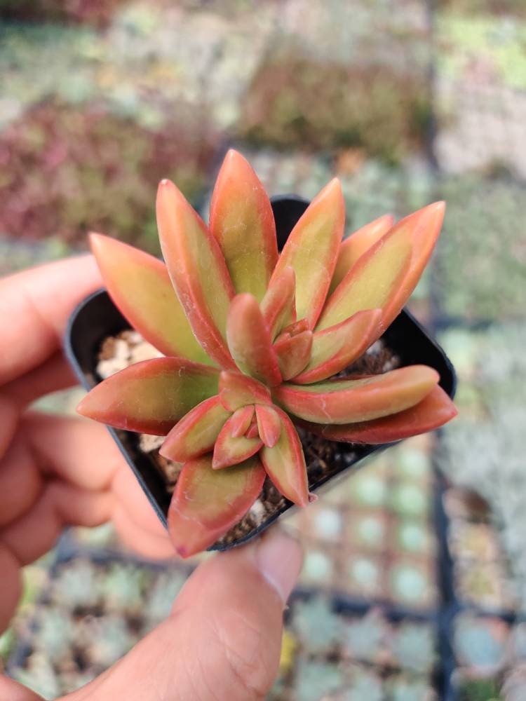 2"pot Sedum Adolphi Firestorm