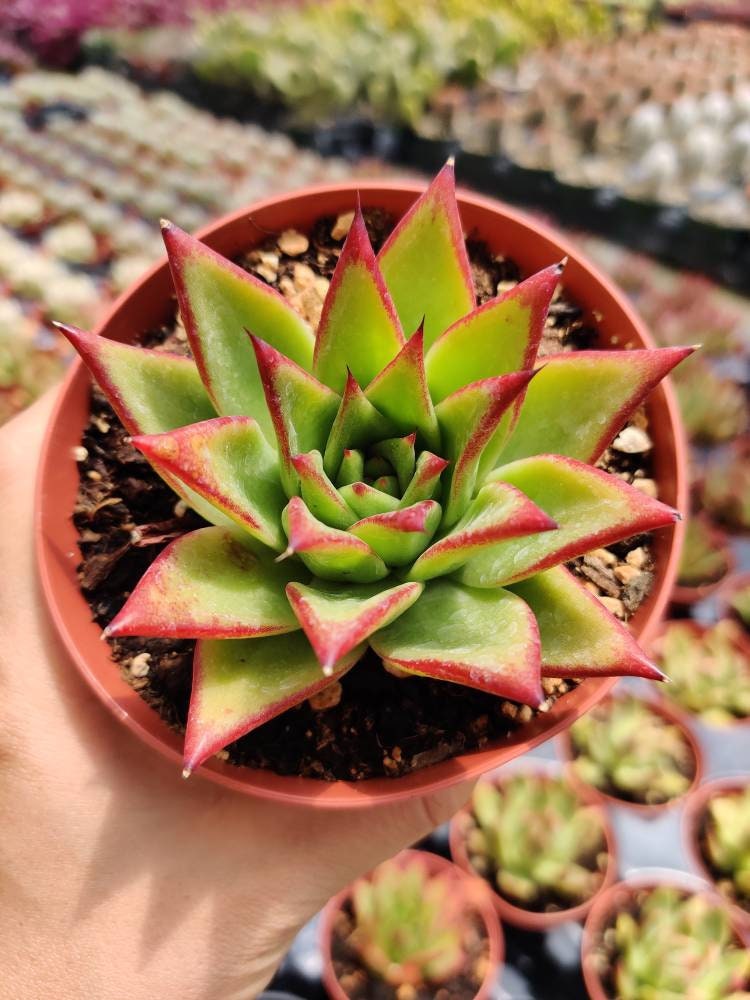2”pot 4” Succulent Plants echeveria agavoides lip stick
