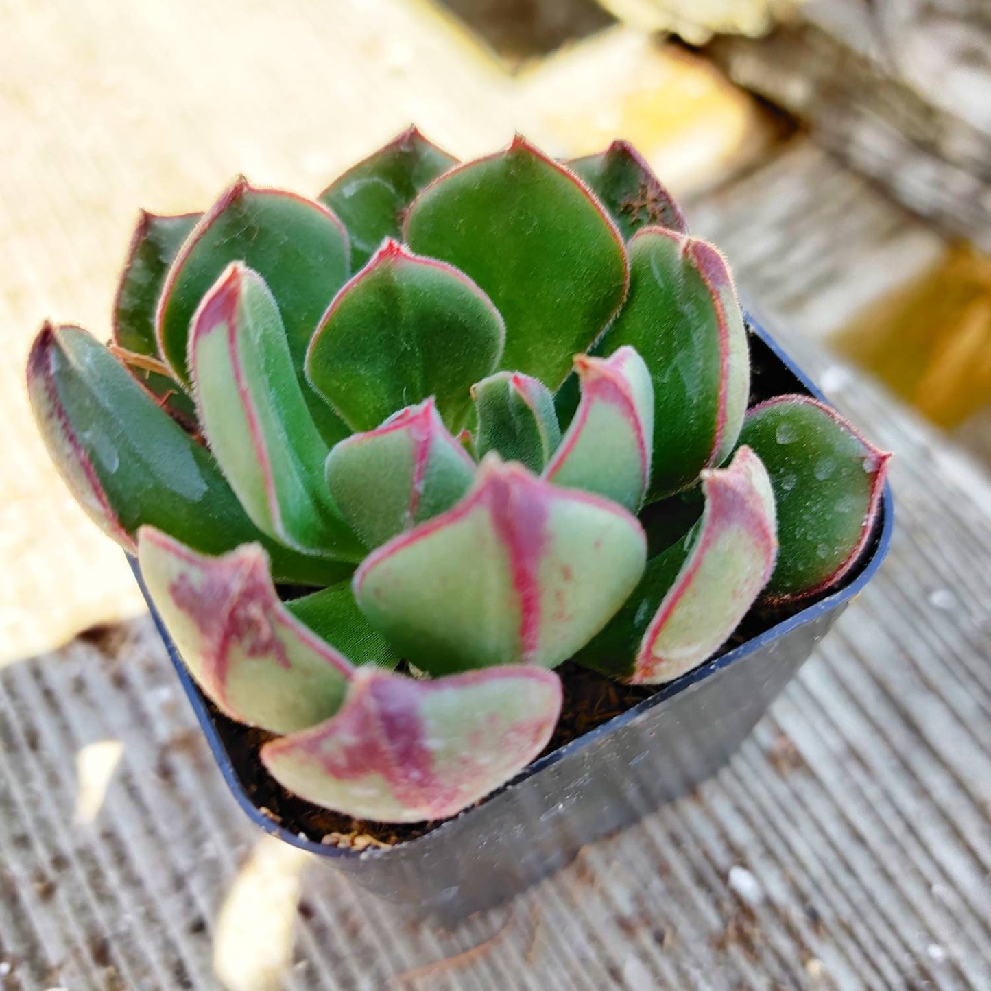 2"pot Echeveria 'Joan Daniels'