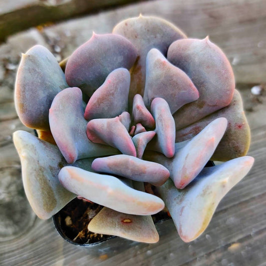 2“ pot Succulents Echeveria Cubic Frost