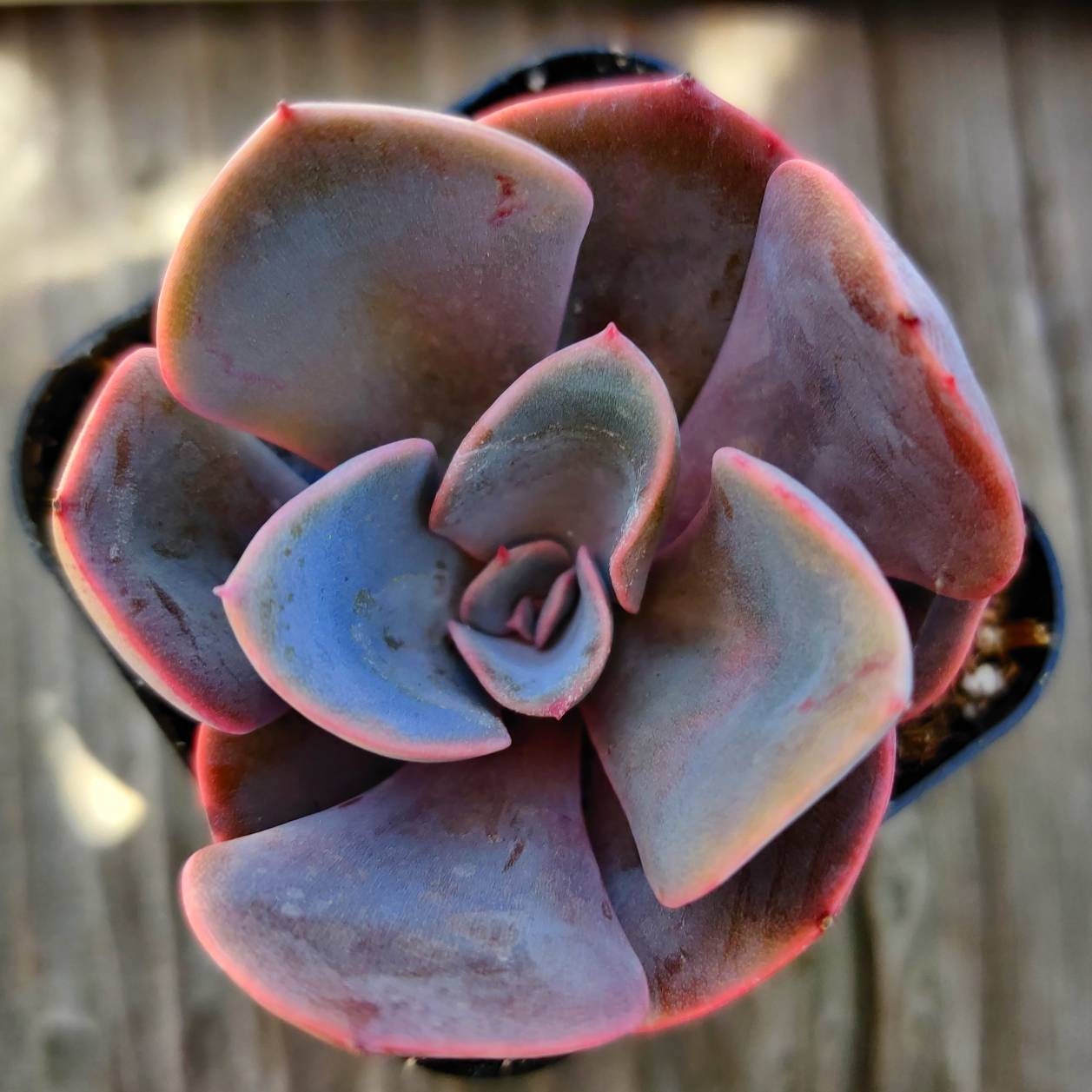 2” pot Echeveria Dusty Rose
