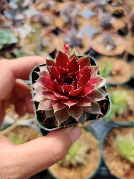 2" pot Succulent plant Sempervivum Red Rubin