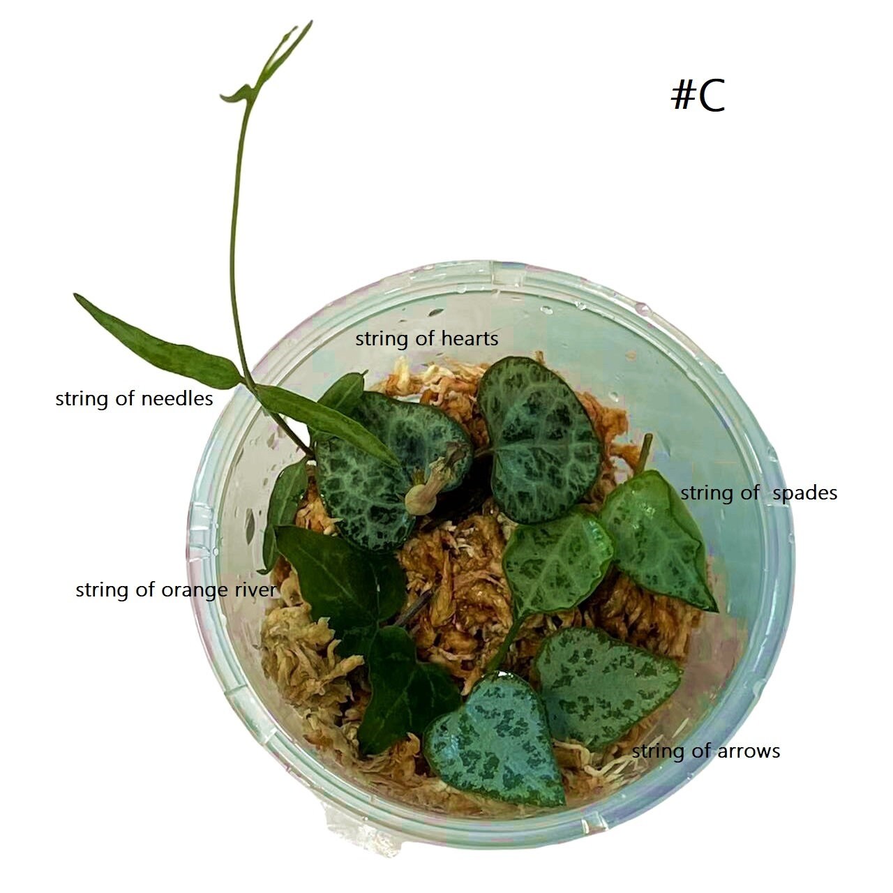 Leave cutting  unrooted  5 pieces mix String plants
