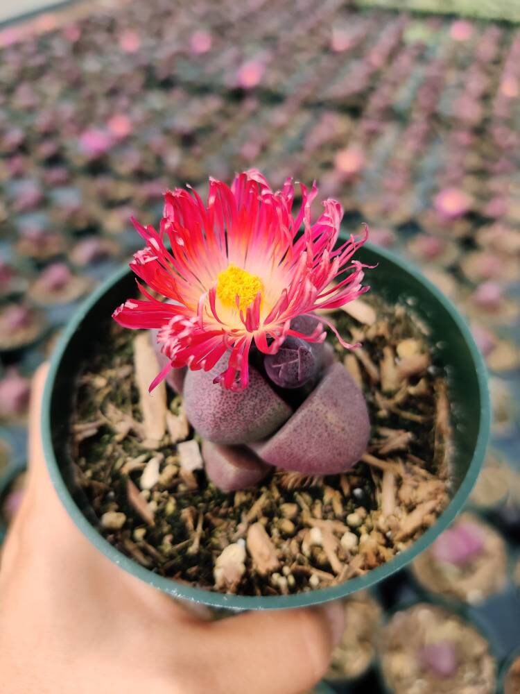 4"pot Split Rock-Pleiospilos Nelii