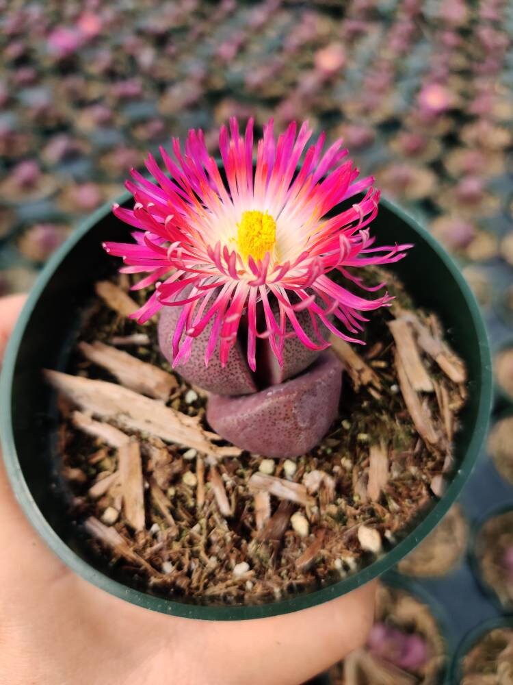 4"pot Split Rock-Pleiospilos Nelii