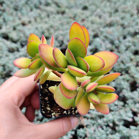 2"pot Succulent plant Crassula money maker