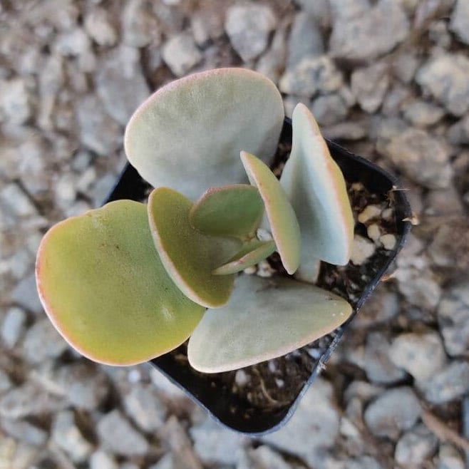2” Crassula arborescens Silver Dollar Jade