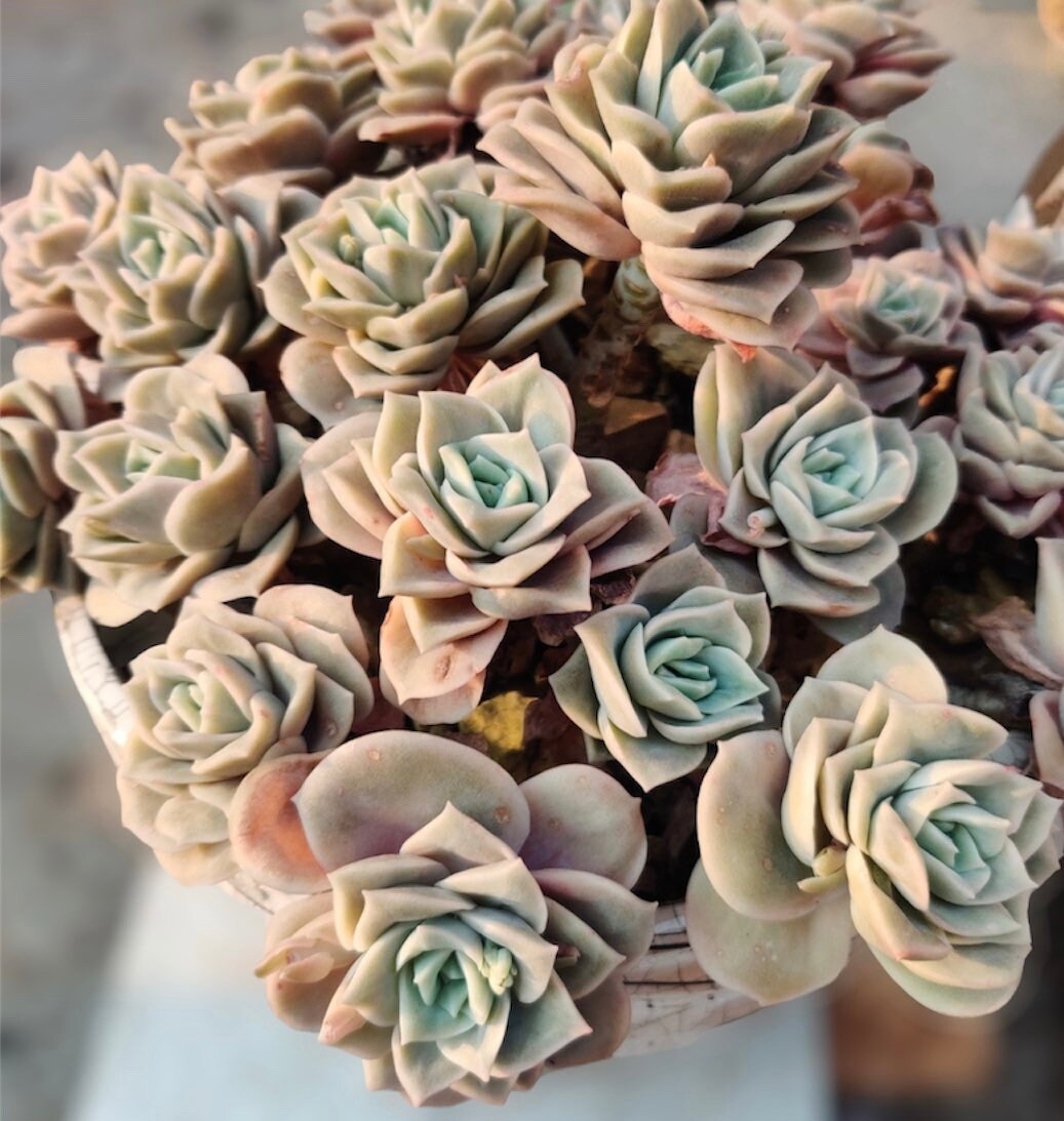 2”pot 4" pot Rare Succulents Plants succulents Echeveria Lovely rose