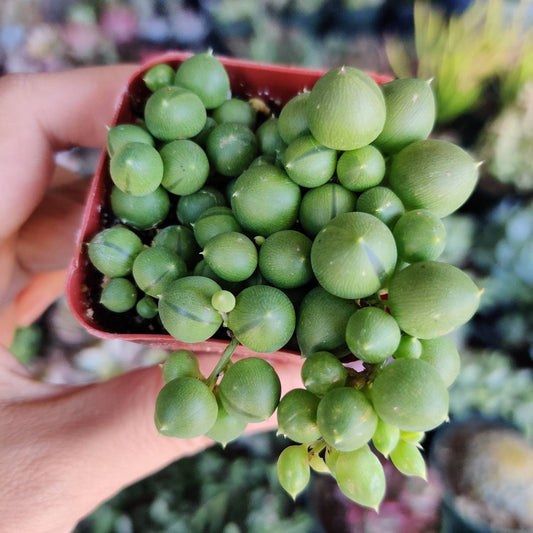 Cuttings / 2" 4" 6”pot  String Of Pearls