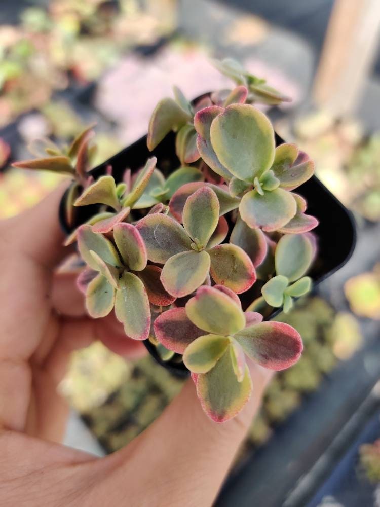 4”pot Succulent Plants Sedum Sunsparkler Wild Fire