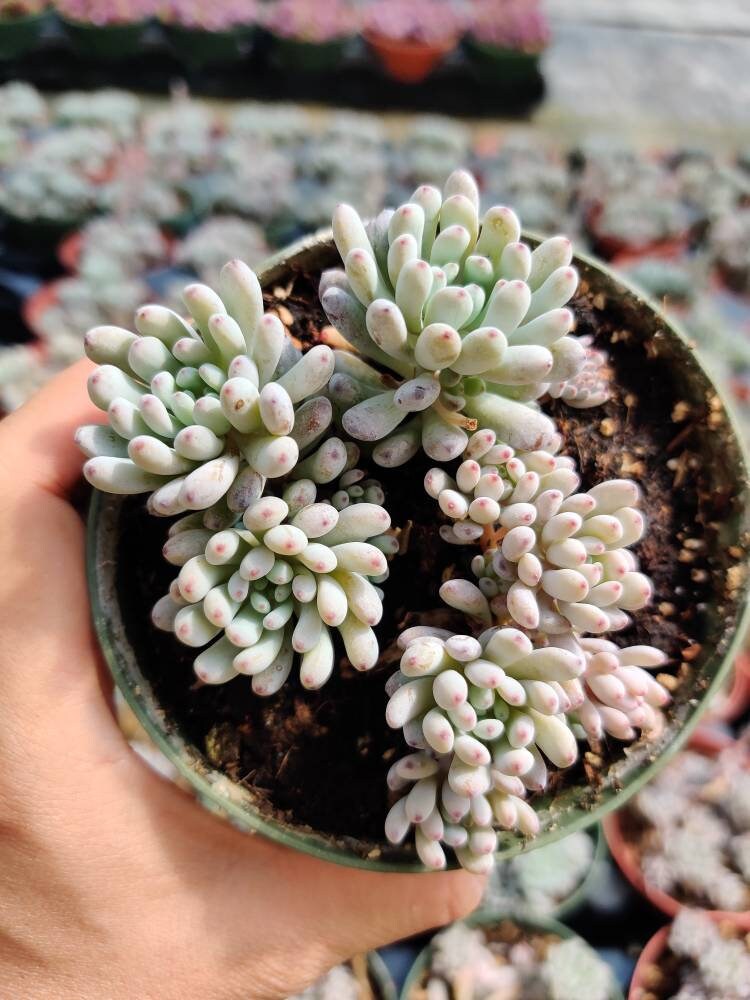 2"pot 4"pot Succulent Plants Graptopetalum Blue Beans