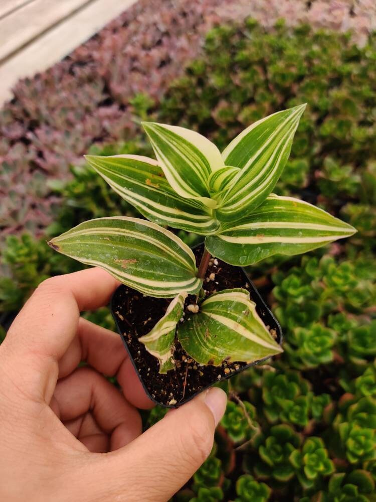 2"pot Live Tradescantia Fluminensis Variegata