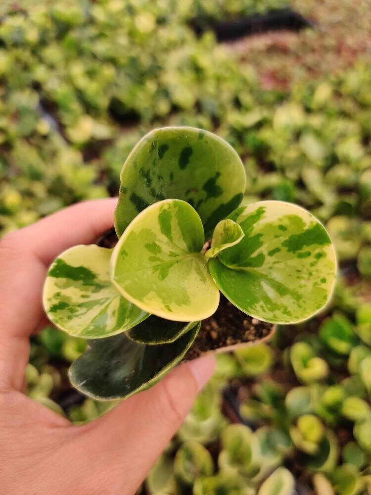 2” pot House Plants Peperomia Obtusifolia Marble Variegated
