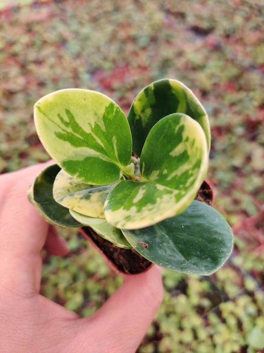 2” pot House Plants Peperomia Obtusifolia Marble Variegated