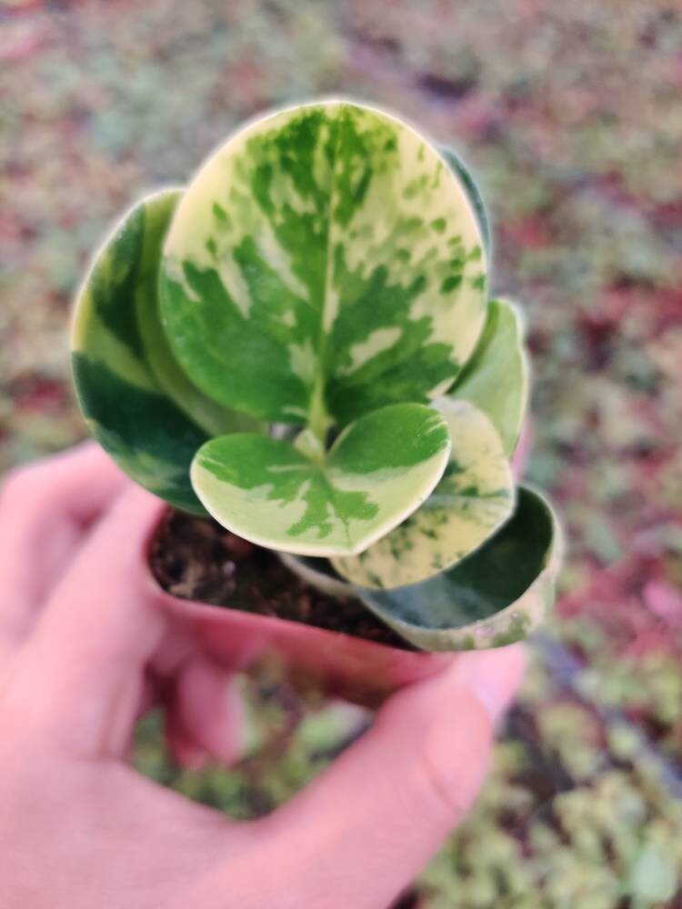 2” pot House Plants Peperomia Obtusifolia Marble Variegated