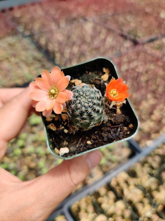 2"pot Live  Cactus plant Rebutia sp. cactus