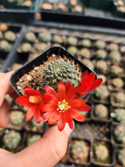 2"pot Rebutia Fulviseta