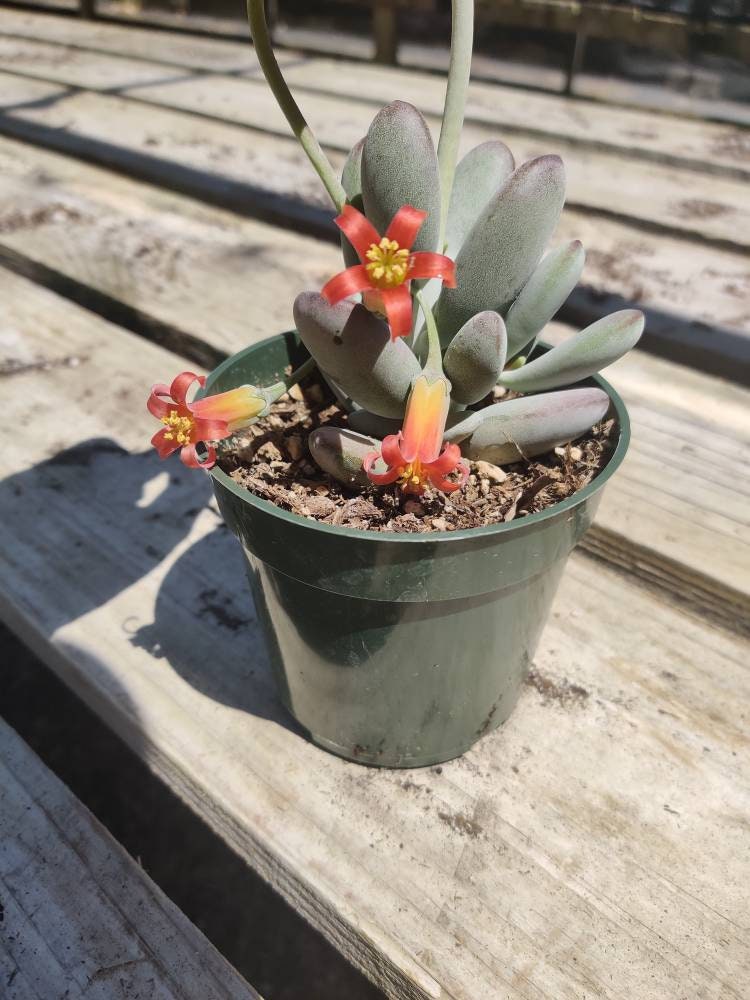 4” pot Rare Cotyledon Orbiculata cv