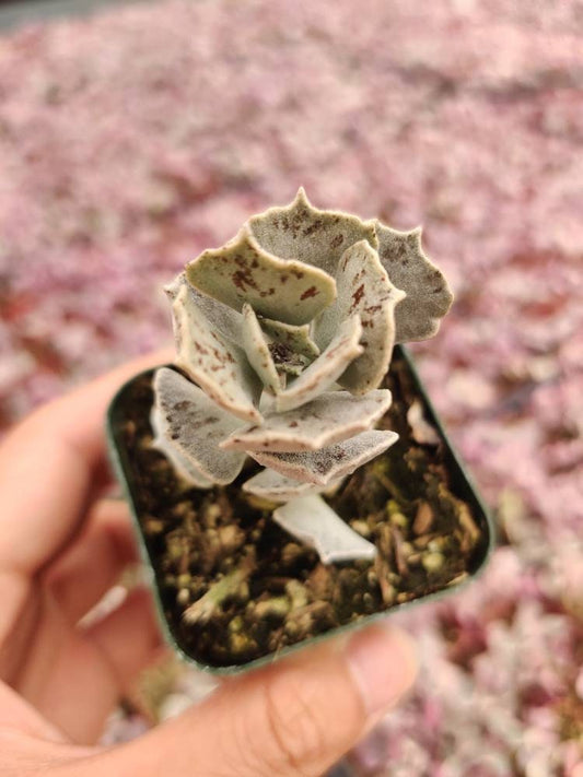 2” pot succulent Plants Kahlanchoe Rhombopilosa
