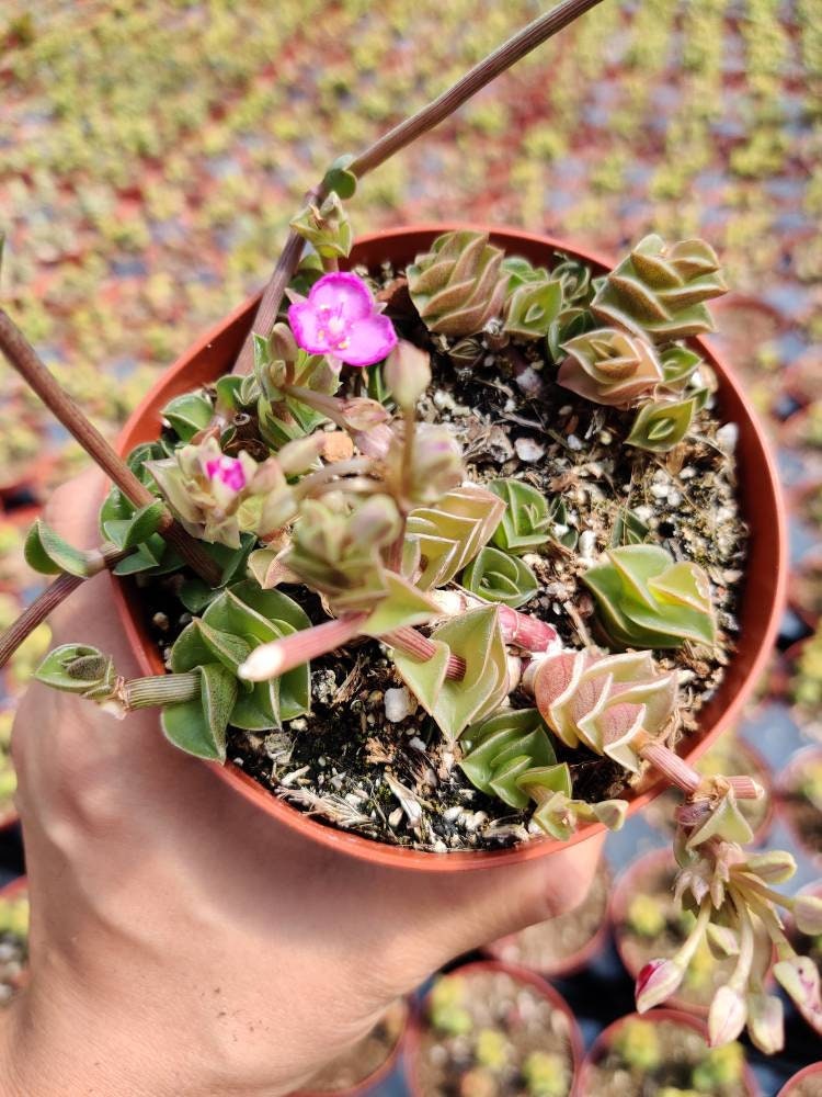 2"pot 4"pot Succulent Plants Tradescantia Navicularis