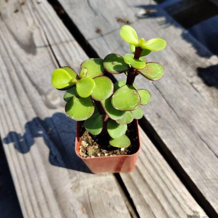 2” pot succulent Plants Elephant Bush
