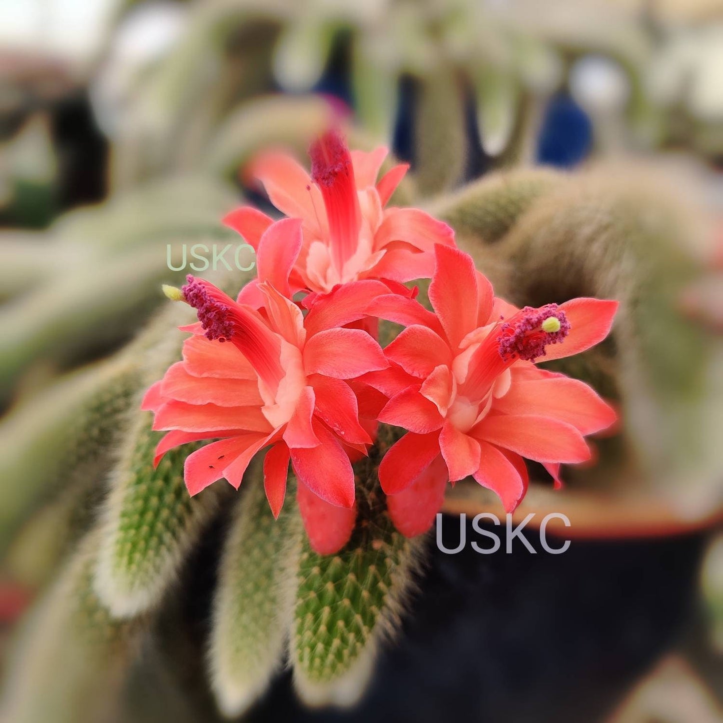 4“pot Cactus Plants Monkey Tail