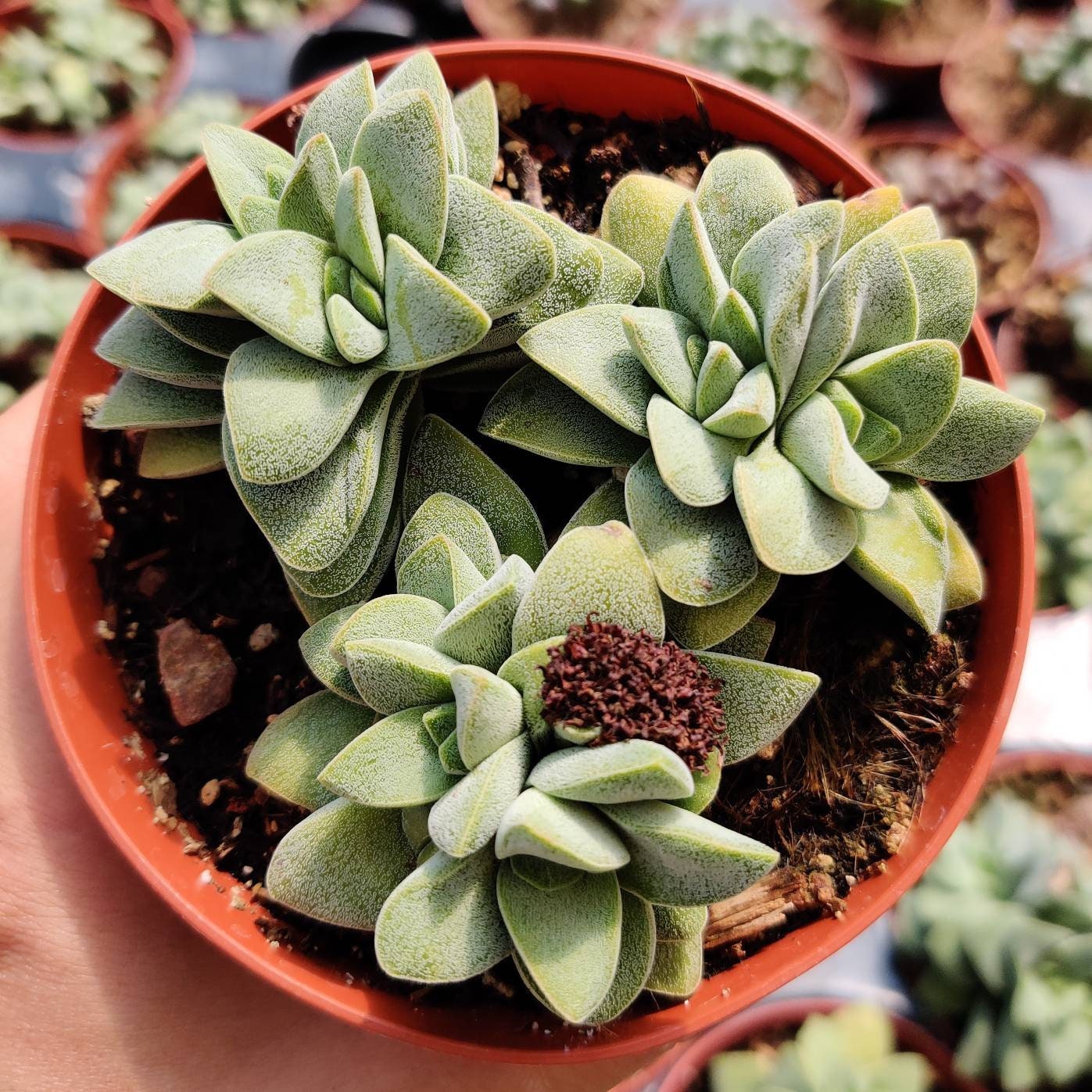 2"pot Succulent Plant Crassula Morgan’s Beauty