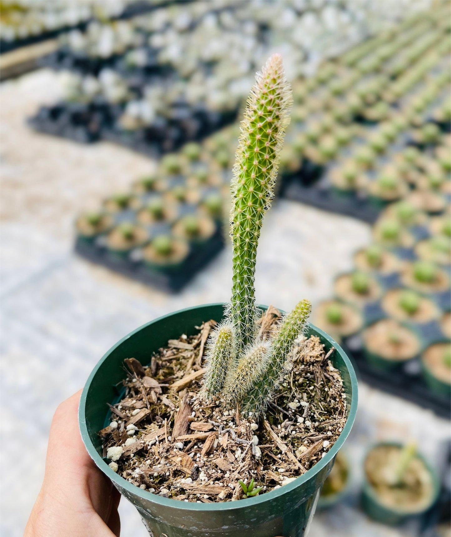 2”pot 4"pot Cactus Plants Rat Tail