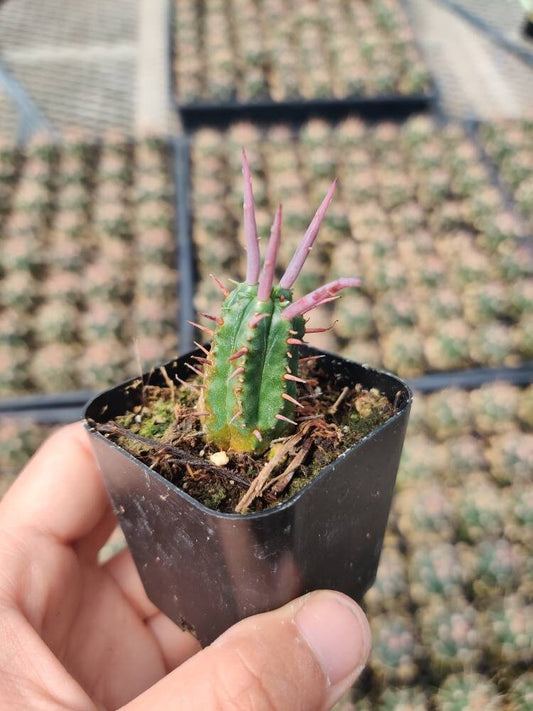 2"pot Euphorbia Ferox
