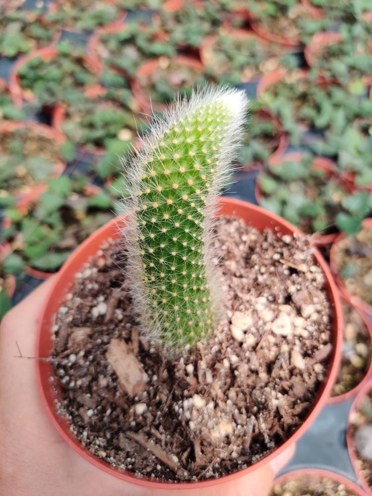 4“pot Cactus Plants Monkey Tail