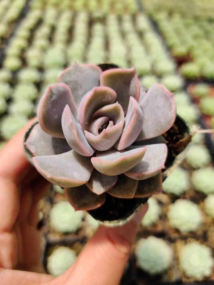 2"pot 4"potSucculent Plants Echeveria Orion