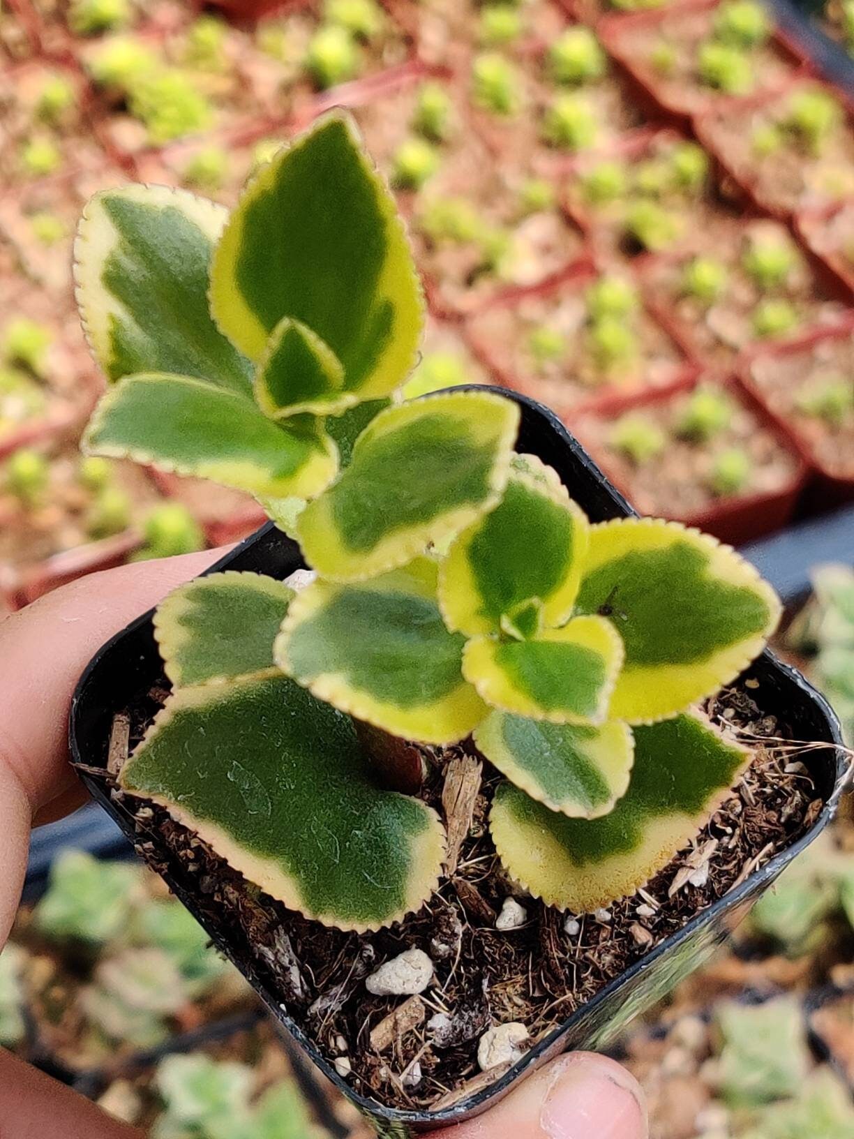 2"pot Crassula sarmentosa 'Comet' 