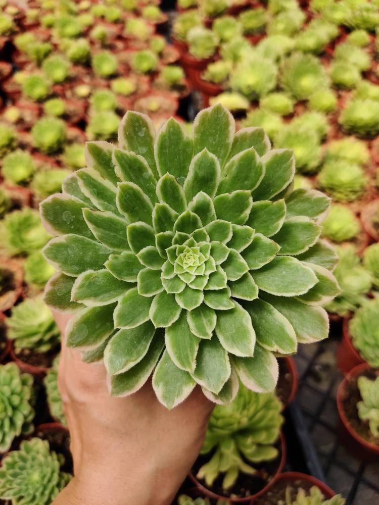 2"pot 4"pot Aeonium Emerald Ice