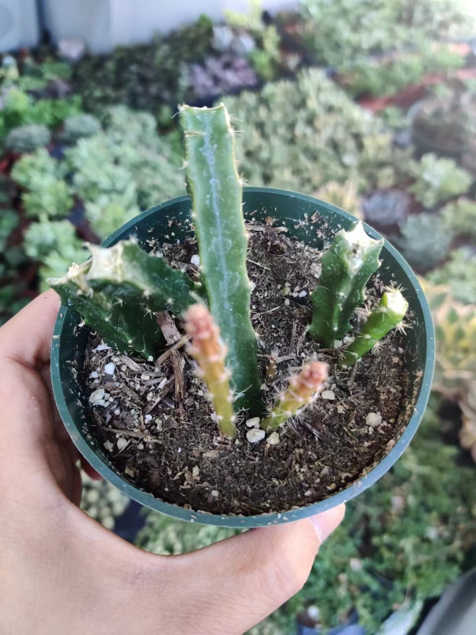 4"pot  Cactus Aporophyllum Edna Bellamy