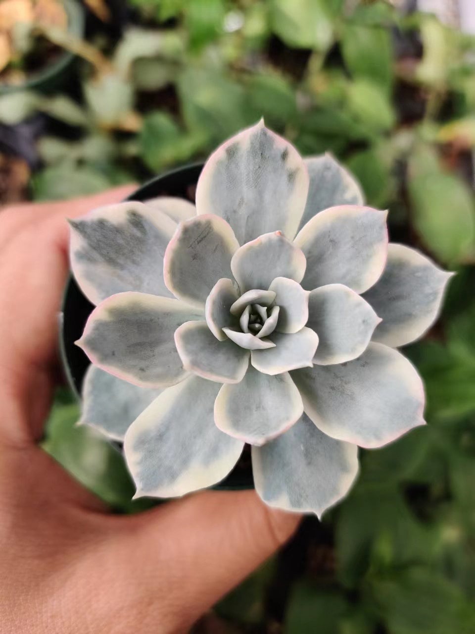 4"pot rooted Rare Korean Import live plants One head Echeveria Subsessilis variegated