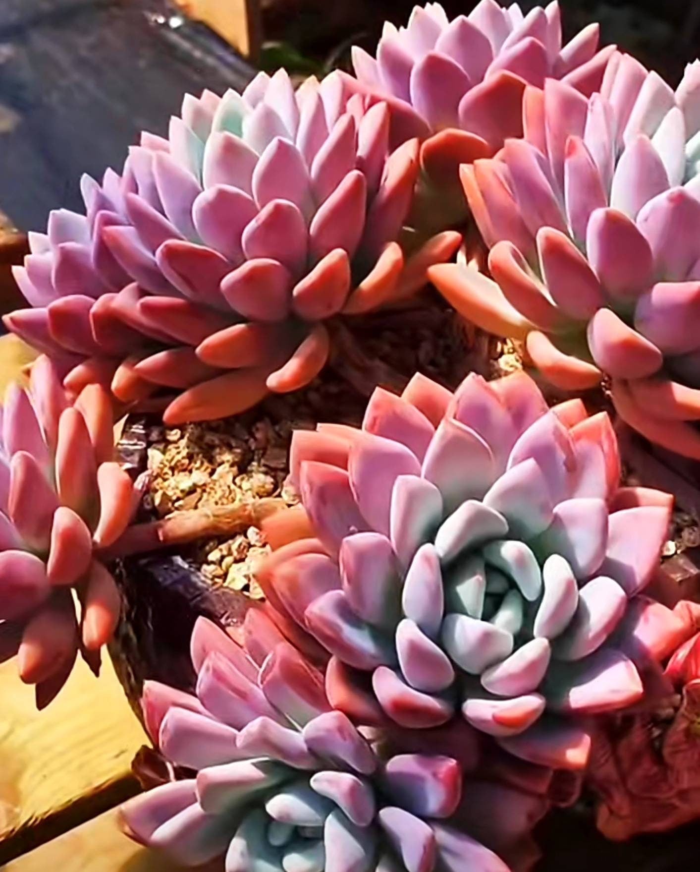 2” pot Graptoveria Opalina Succulent Plant