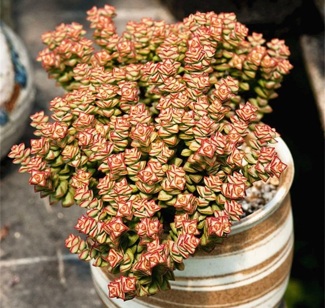 2” pot succulent Plants Crassula Tom Thumb