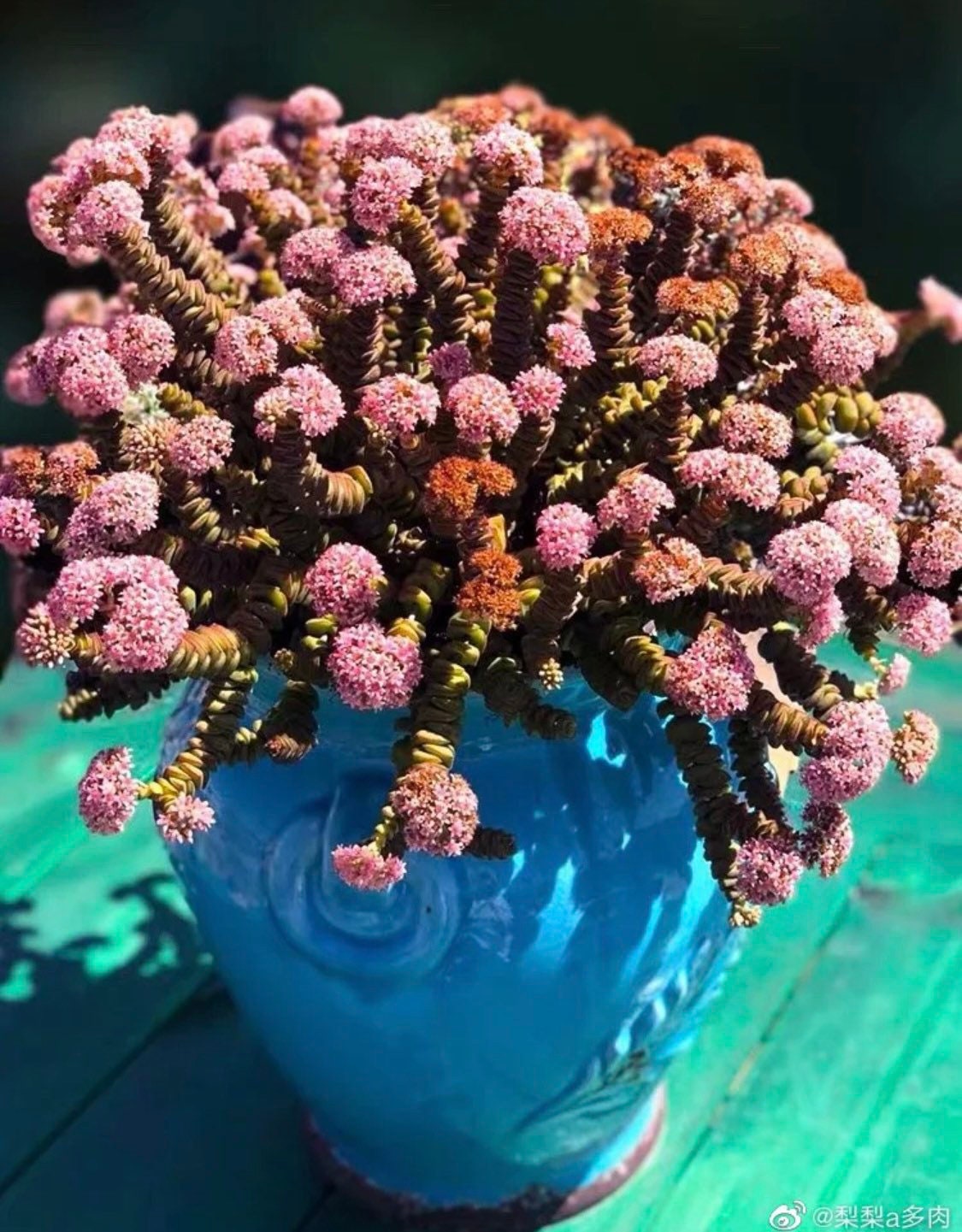 2"pot 4"pot Succulent Plants  Crassula  Jade Necklace  Vine Rosary