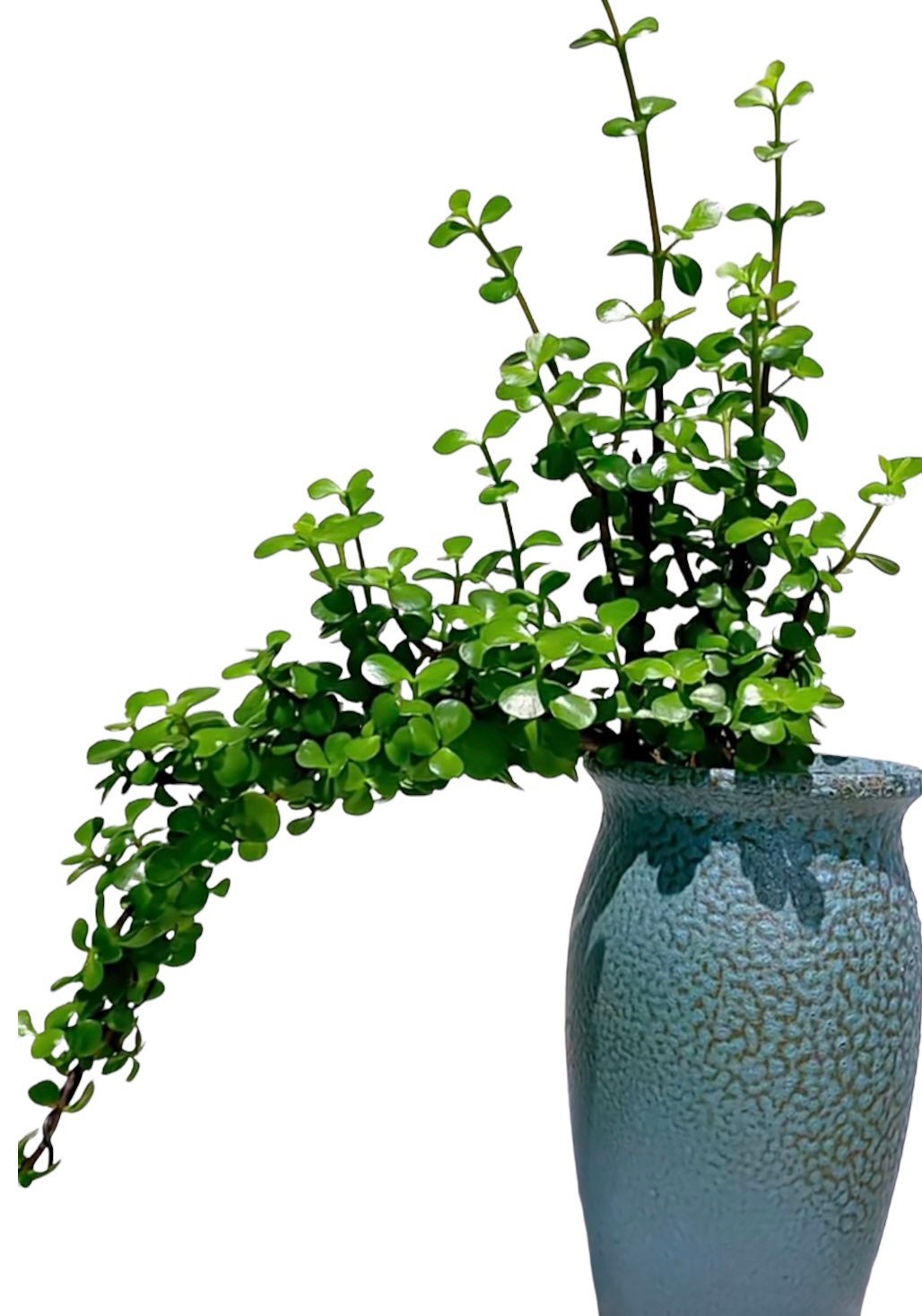 2” pot succulent Plants Elephant Bush