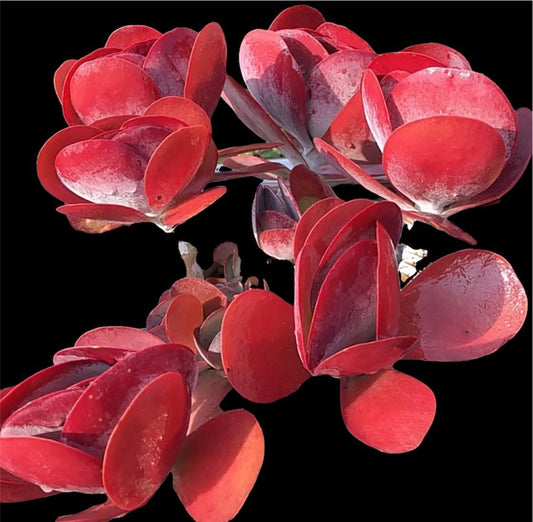 2” pot Kalanchoe Luciae/Flapjack Paddle Plant