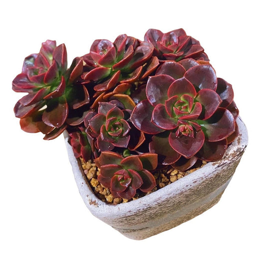 2” pot 4"pot succulents Plants Echeveria Melaco