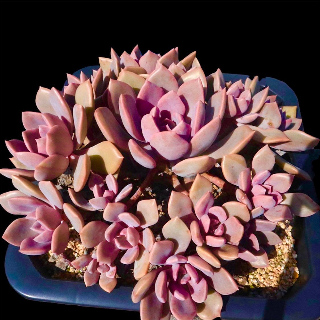 2”pot 4"pot Succulent Plants Graptoveria Debbie