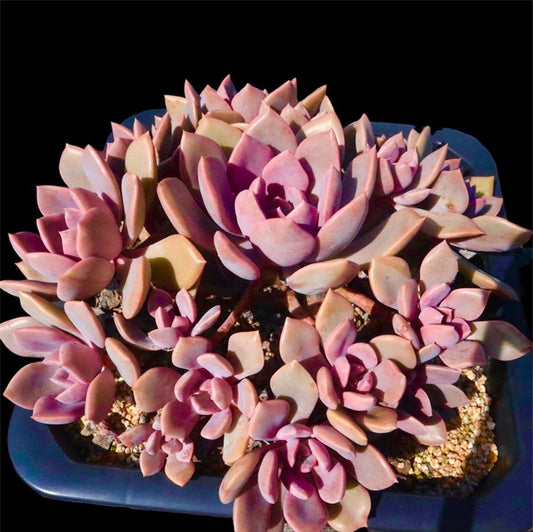 2”pot 4"pot Succulent Plants Graptoveria Debbie